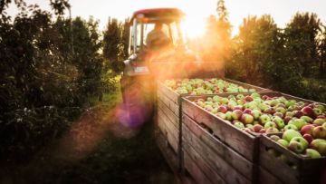 Regalis® Plus als Wachstumsregler im Obstbau für eine zuverlässige Wuchsregulierung, Ertragssicherung und Pflanzenstärkung.